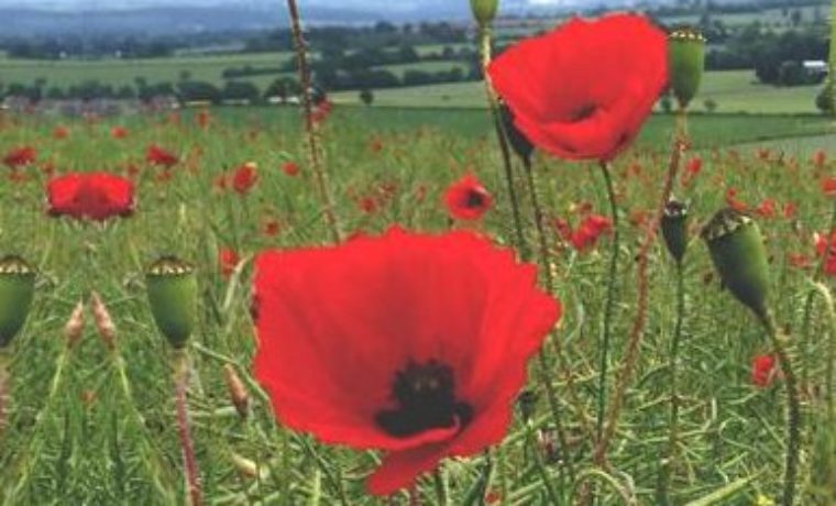 Remembrance Service (8 November 2020)